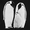 Свитшот детский Like a Penguin, черный с нанесением логотипа